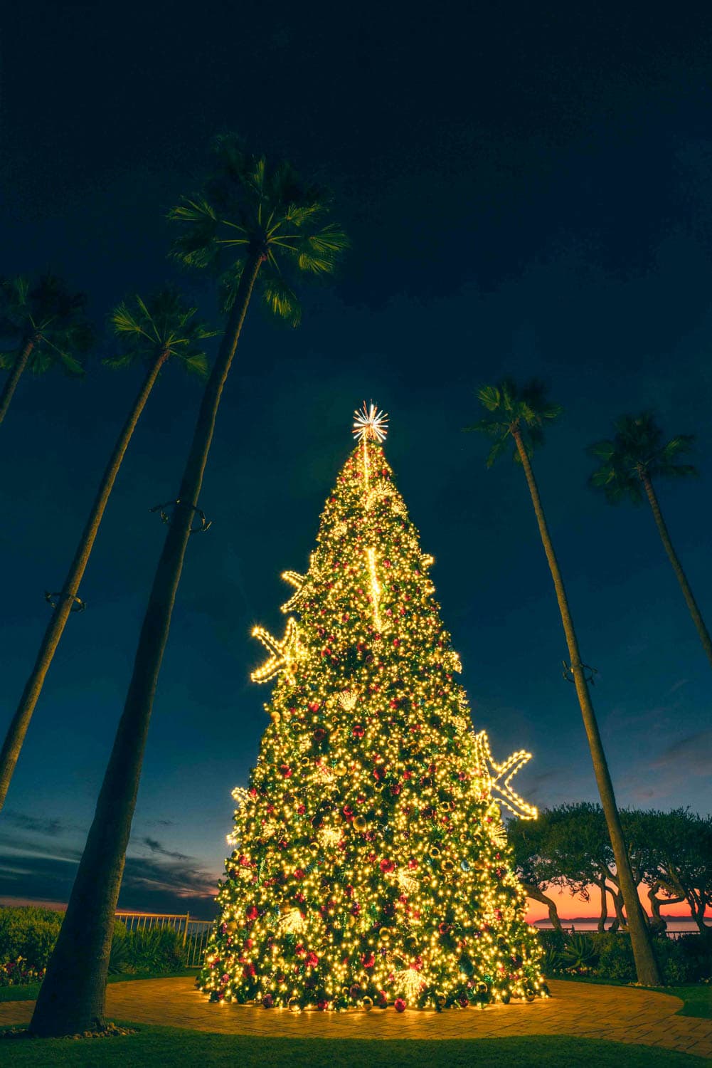 Towering outdoor Christmas tree illuminated beside the coast at night