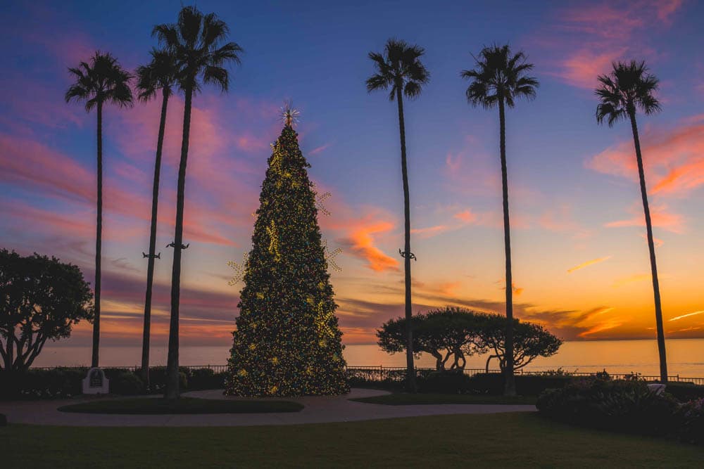 Large professionally decorated Christmas tree framed by palms