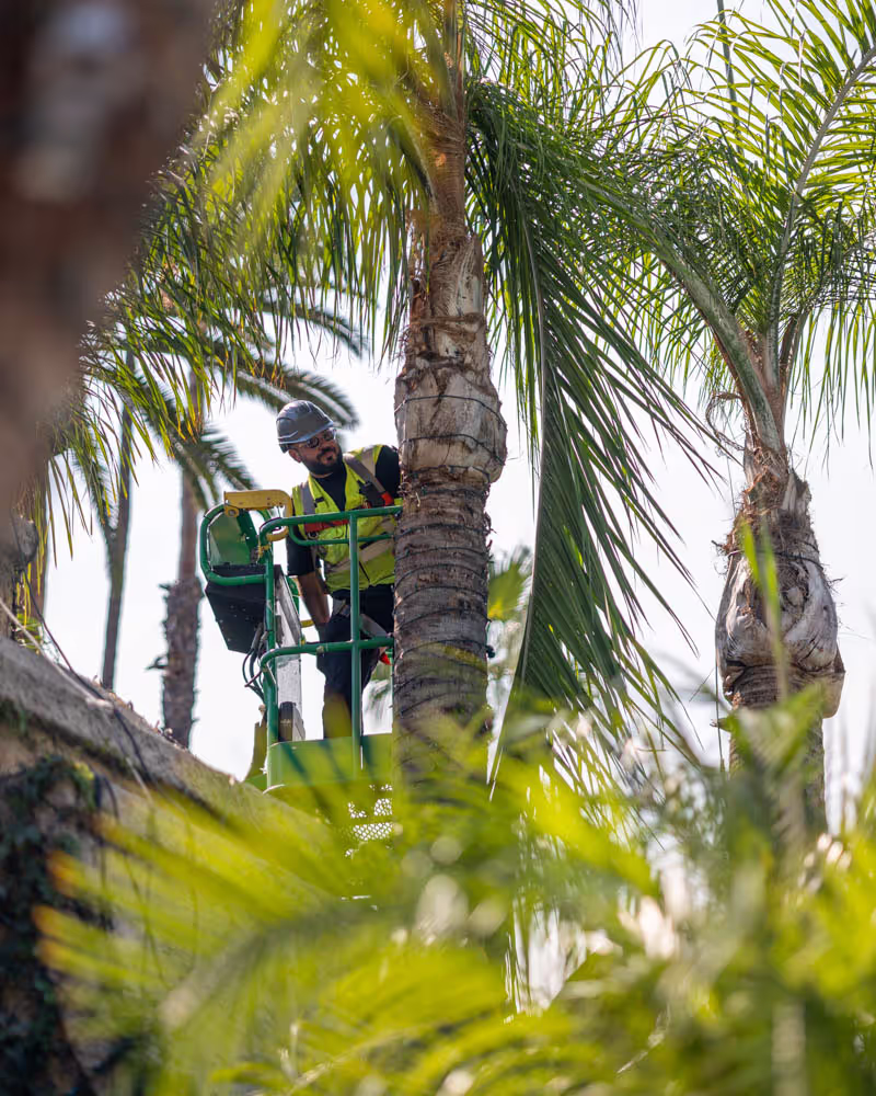 David Flores working among illuminated palm trees