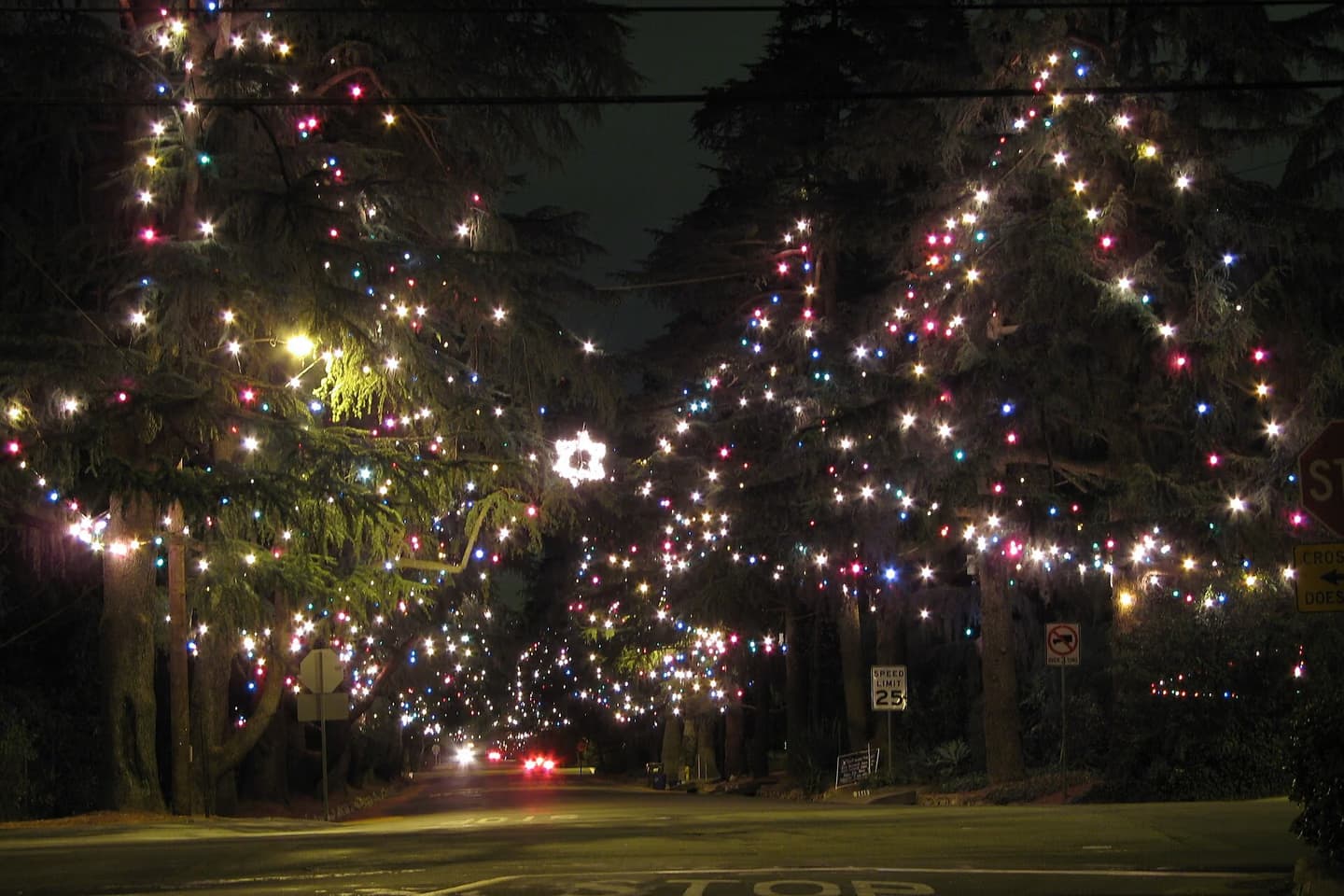 Towering deodar cedars covered in holiday lights along Christmas Tree Lane
