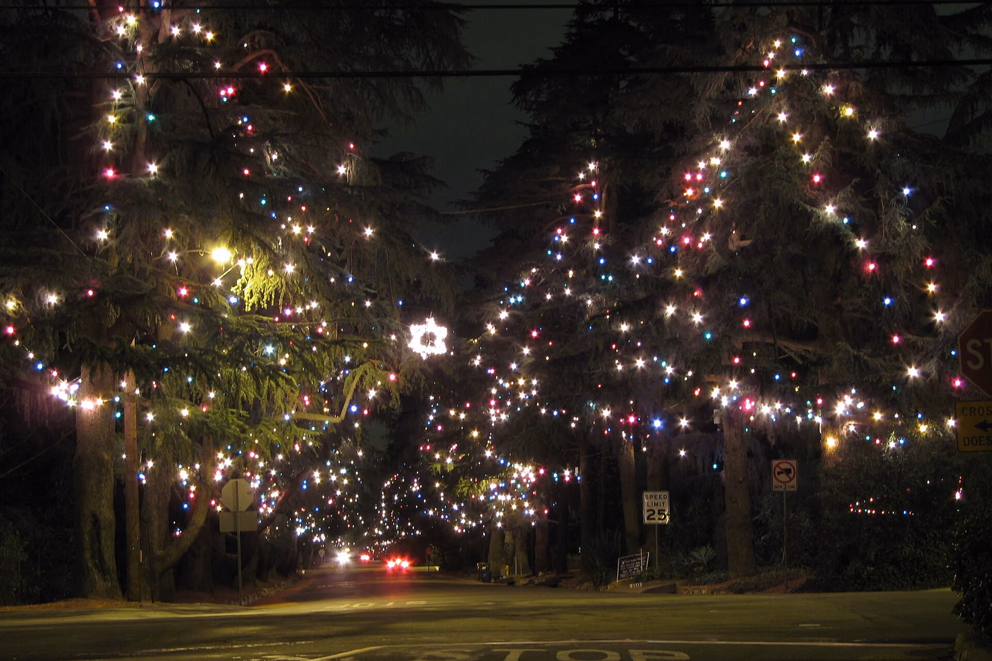 Towering deodar cedars covered in holiday lights along Christmas Tree Lane