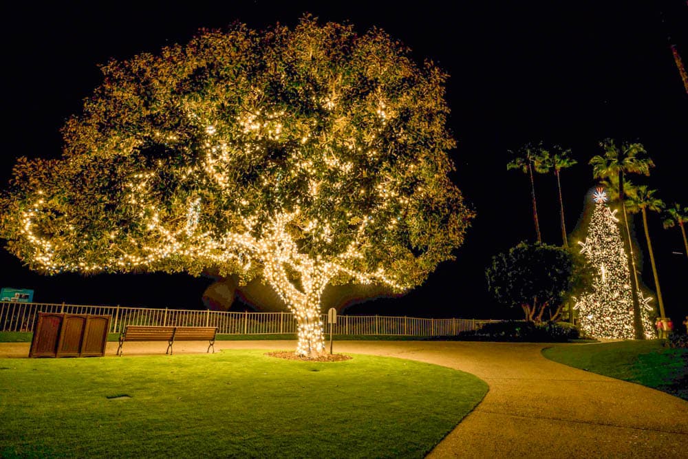 Large warm white tree and landscape lighting in an HLI coastal holiday display